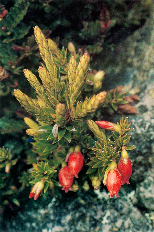 Disterigma empetrifolium.  Pramo de Guerrero. 