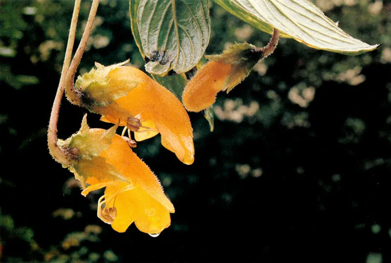 Columnea aurantiaca.  Pramo de Chingaza. 