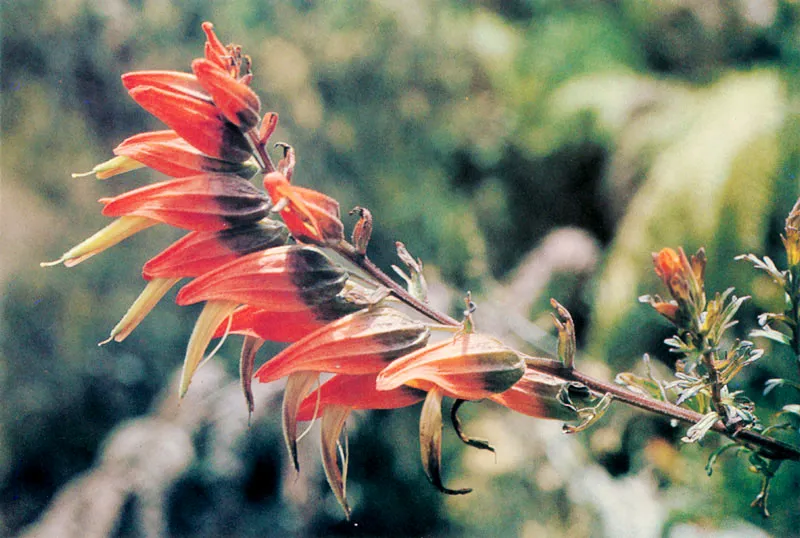 Castilleja fissifolia.  Pramo de Guasca.  