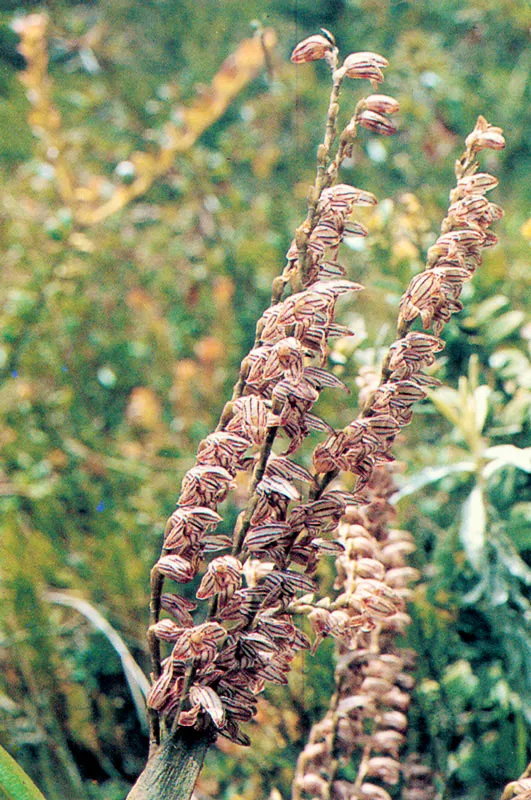 Orqudeas.  Pramo de Guasca.  