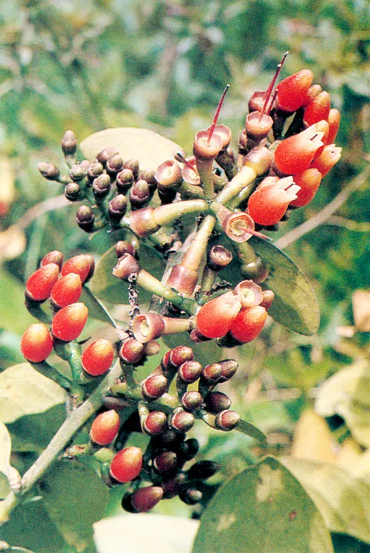 Uva Camarona.  Macleania rupestris.  Pramo de Guasca.  