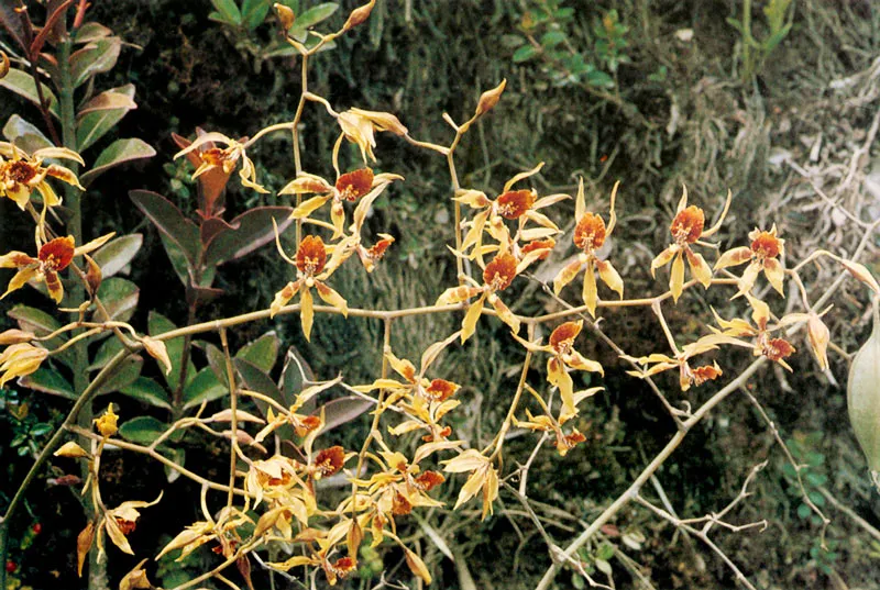 Orqudea. Odontoglossum sp.
Pramo de Guerrero. 