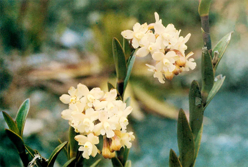 Epidendro. Epidendrum sp. Pramo de Guerrero. 