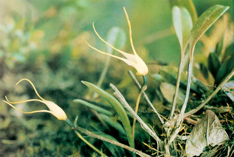 Masdevallia sp. Páramo de Guasca.
