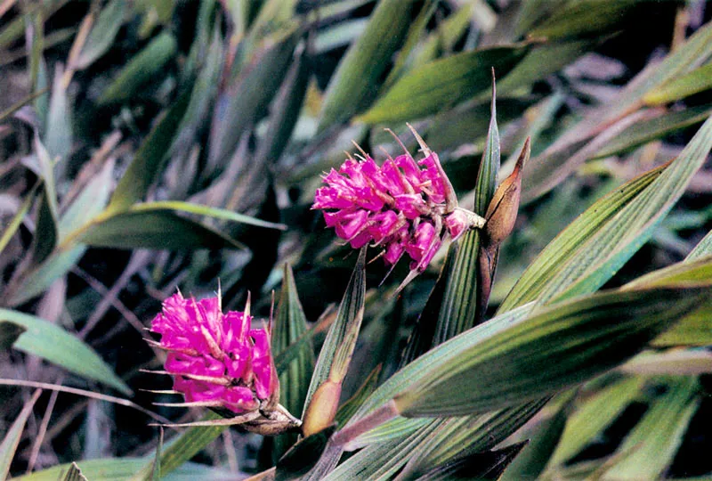 Elleanthus lupulinus. Páramo de Chingaza.