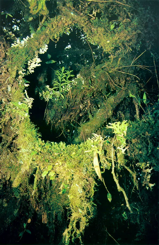 Musgos, líquenes y orquídeas, crecen aquí sobre troncos.
Páramo de Chingaza.