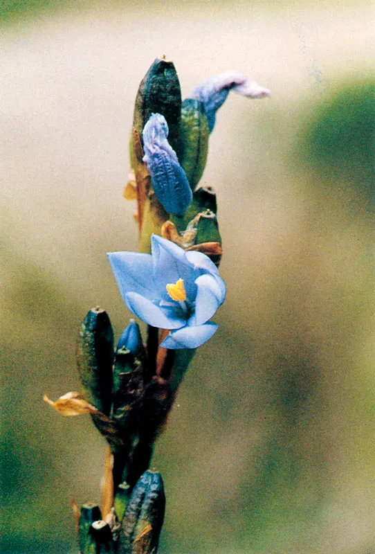 Orthosanthus chimboracensis.
Páramo de Guasca.