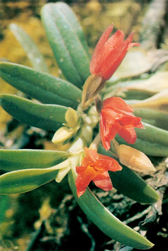 Orquídea enana.
Páramo de Chingaza.