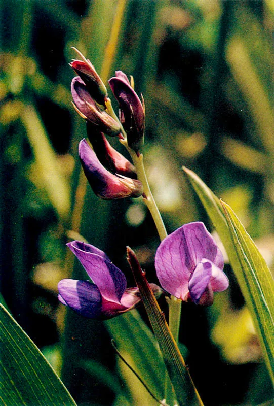 Lathyrus sp. Carupa. 
Pramo de Guerrero. 