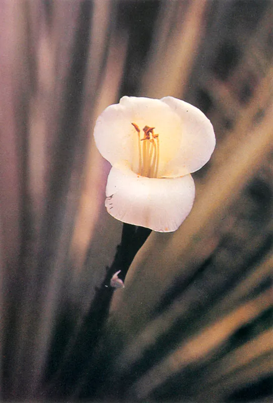Puya. Puya goudotiona.
Páramo de Chingaza.