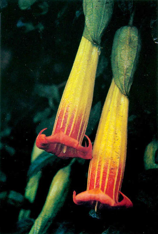 Borrachero. Brugmansio sanguinea.
Páramo de Guargua.