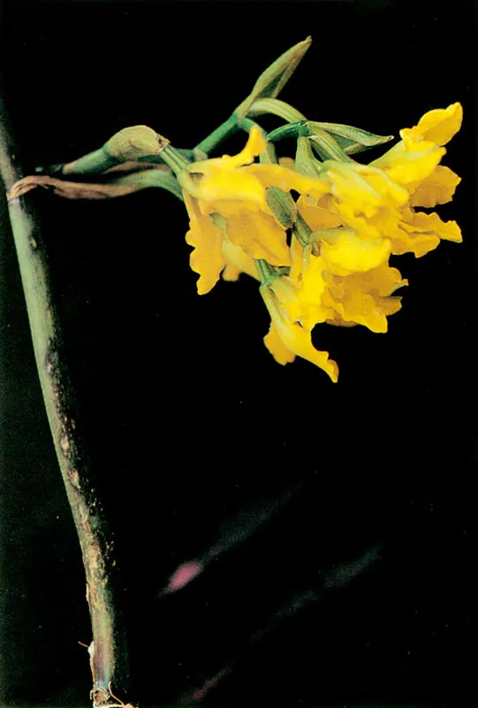 Aguadija. Odontoglossum lindenii.
Páramo de Sumapaz.
