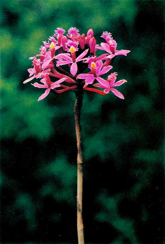 Epidendro. Epidendrum elongatum.
Pramo de Sumapaz. 