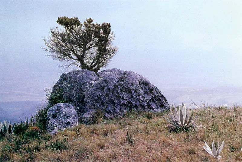 Páramo de Chingaza.
