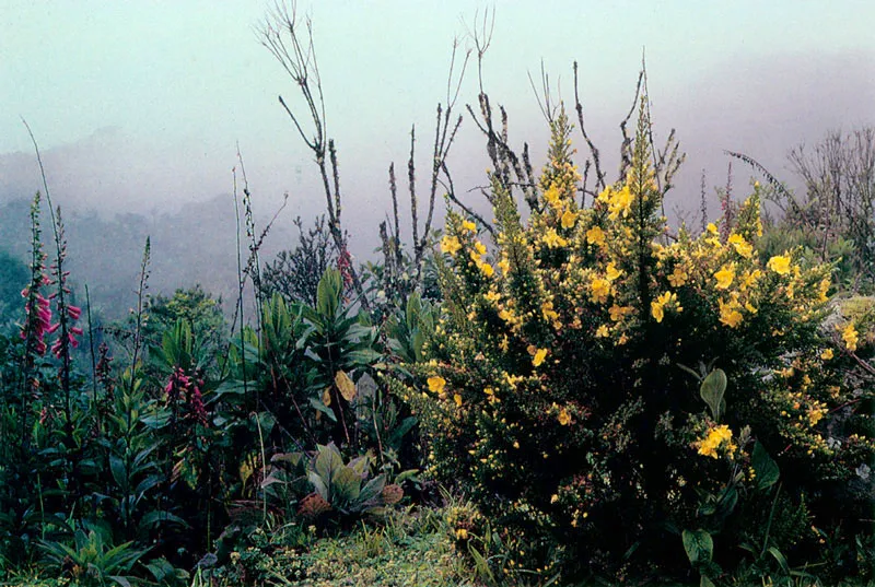 Digitalis purpurea e Hypericum juniperihun.
Pramo de Chingaza. 