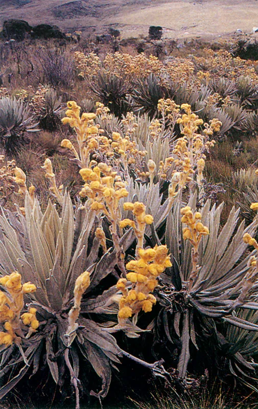 Frailejón. Espeletia grandiflora.
Páramo de Sumapaz.