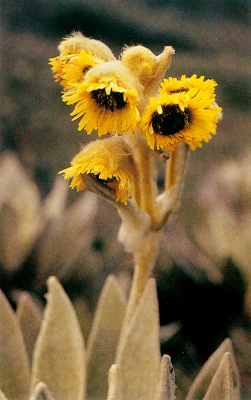 Frailejn. Espeletia barklayana.
Pramo de Guerrero. 