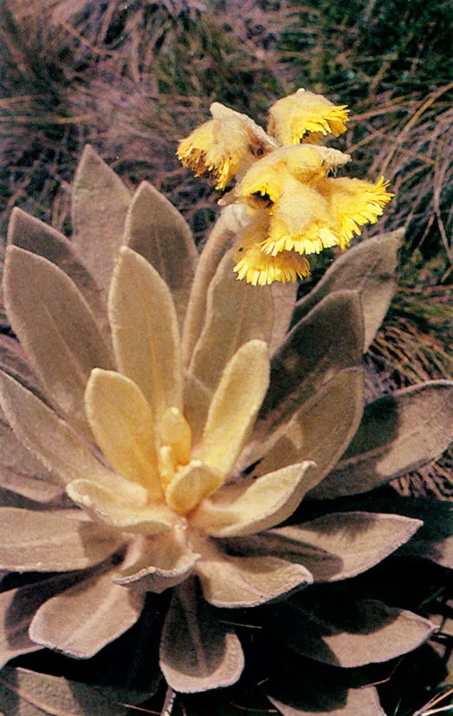 Frailejón. Espeletia barklayana.
Páramo de Guerrero.