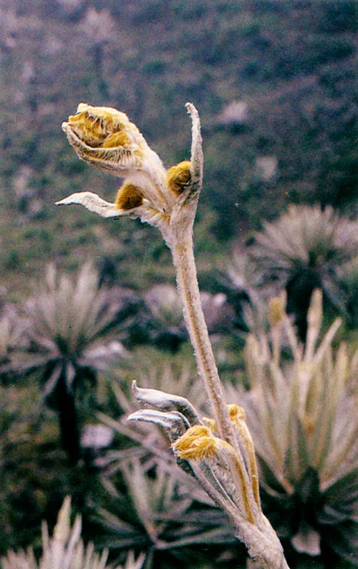 Frailejón. Espeletia grandiflora.
Páramo de Chingaza.