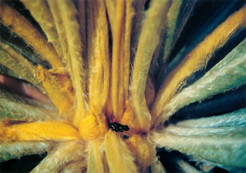 Rana. Eleutherodactylus bogotensis y frailejn. Espeletia grandifolia.
Pramo de Guargua. 