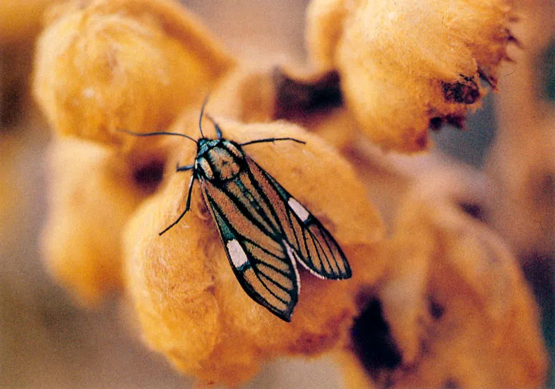 Polilla de la familia Amatidae sobre un frailejón. Espeletia grandifolia.
Páramo de Guasca.