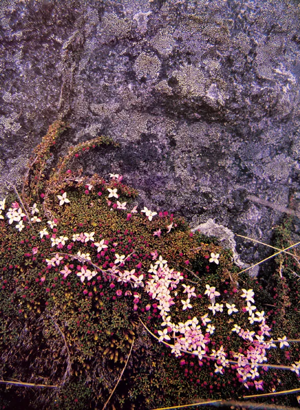 Líquenes crustáceos y Arcitophyllum muticum. Páramo de Guargua.