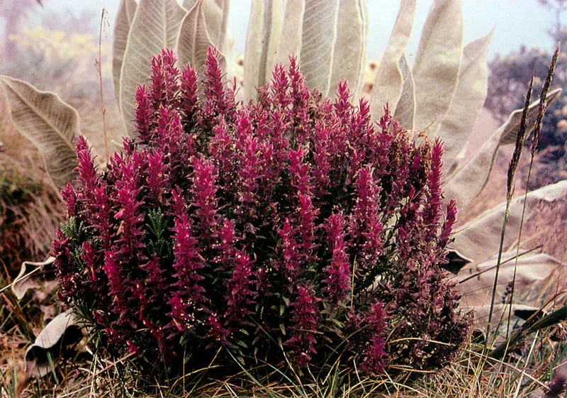 Bartsia orthocarpiflora.
El Santuario. Páramo de Guerrero.