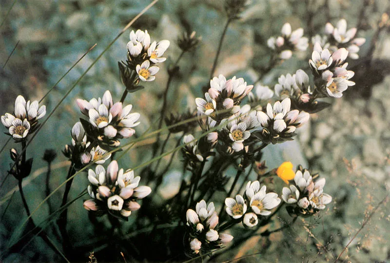 Genciana. Gentiana corymbosa. Pramo de Chingaza. 