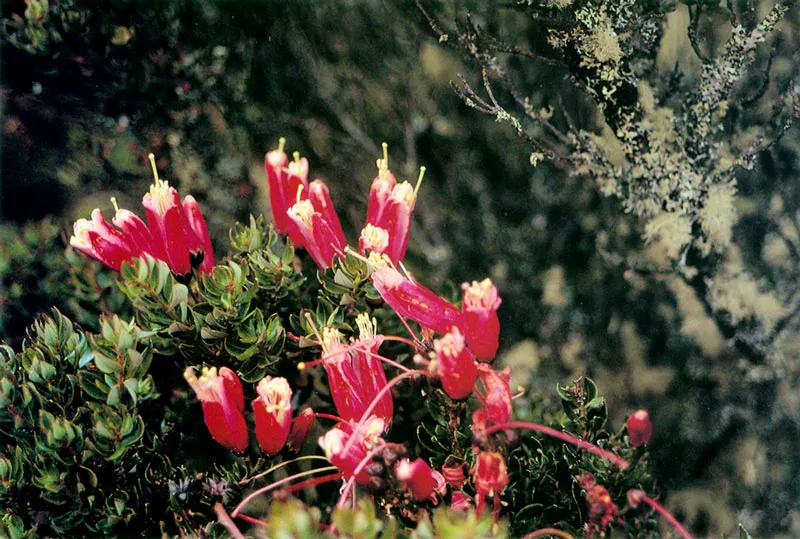 Reventadera. Vaccinium sp. Pramo de Guerrero. 