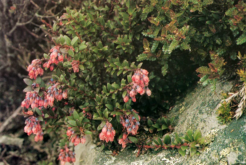 Befaria aestuans. Páramo de Chingaza.