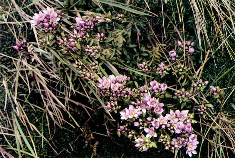 Genciana. Gentiana corymbosa. Páramo de Guerrero.