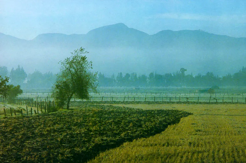 El cerezo sabanero. Juan Ramn Giraldo Arciniegas