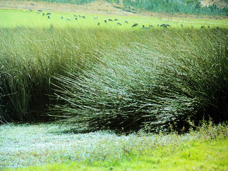 Juncos de la laguna de la Herrera en "Casa Blanca".  Juan Ramn Giraldo Arciniegas