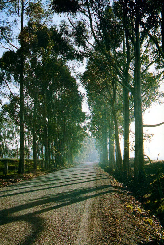 Carretera El Rosal - Subachoque. Juan Ramn Giraldo Arciniegas