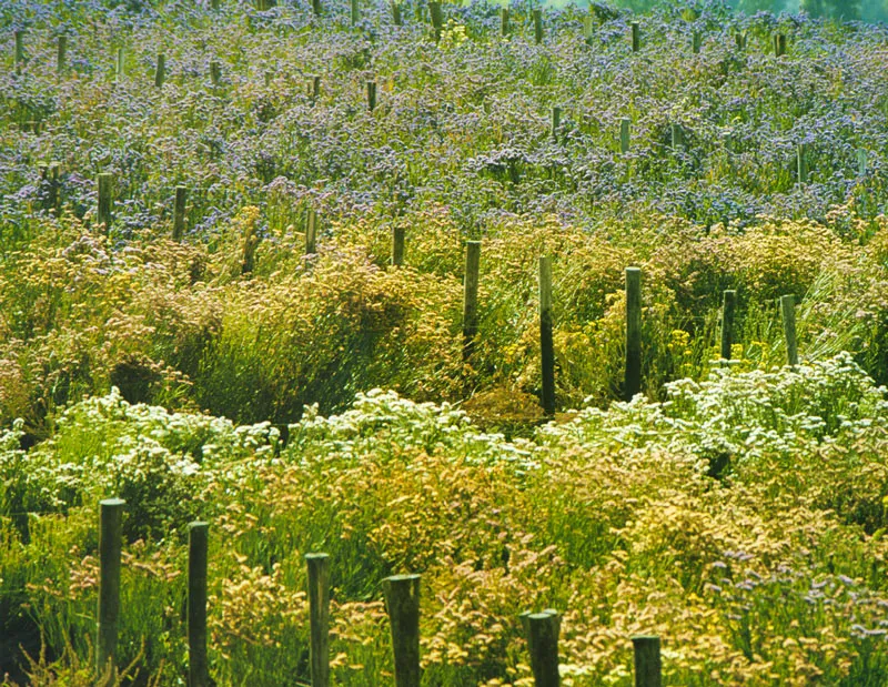 Cultivo de flores en Ro Fro.  Juan Ramn Giraldo Arciniegas