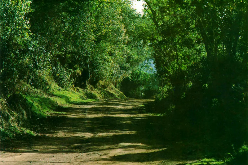 Camino de Bojac al Boquern.  Juan Ramn Giraldo Arciniegas