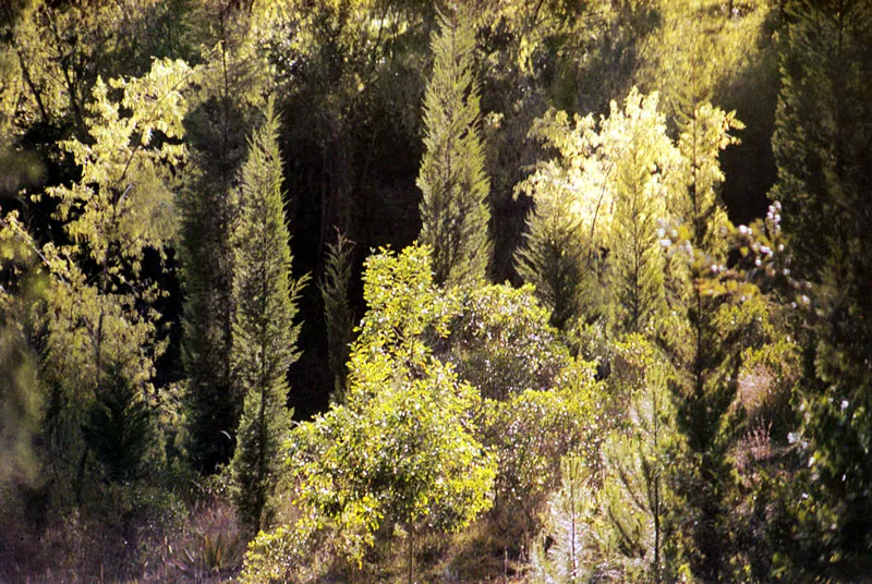 Acacias, sauces, y cipreses en Tenjo.  Juan Ramn Giraldo Arciniegas