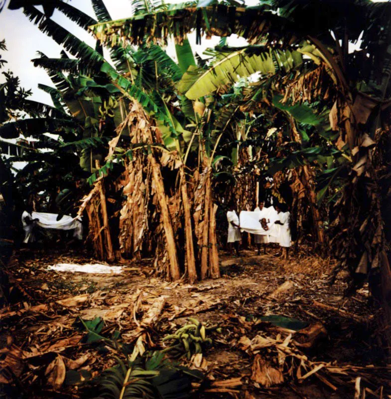 La plantación de banano. / Debían de haber pasado varias horas después de la masacre, porque los cadáveres tenían la misma temperatura del yeso en otoño, y su misma consistencia de espuma petrificada, y quienes los habían puesto en el vagón tuvieron tiempo de arrumarlos en el orden y el sentido en que se transportaban los racimos de banano. Tratando de fugarse de la pesadilla, José Arcadio Segundo se arrastró de un vagón a otro, en la dirección en que avanzaba el tren, y en los relámpagos que estallaban por entre los listones de madera al pasar por los pueblos dormidos veía los muertos hombres, los muertos mujeres, los muertos niños, que iban a ser arrojados al mar como el banano de rechazo. / Cien años de soledad Hannes Wallrafen