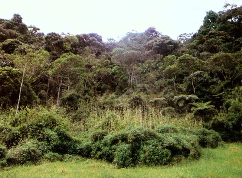 Cassia velutina (Britton & Killip) García Barriga & Forero