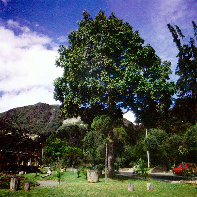 Aguacate, curo (Persea americana) 