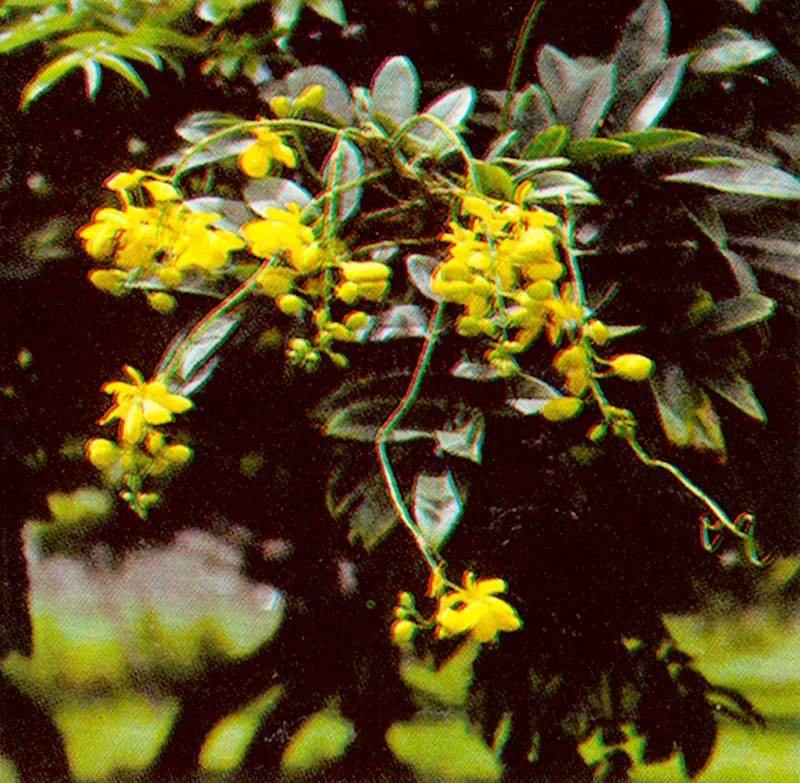 Alcaparro doble (Cassia velutia) 