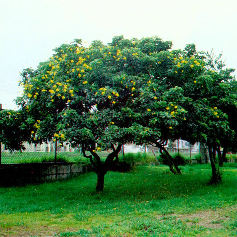 Alcaparro doble (Cassia velutia) 