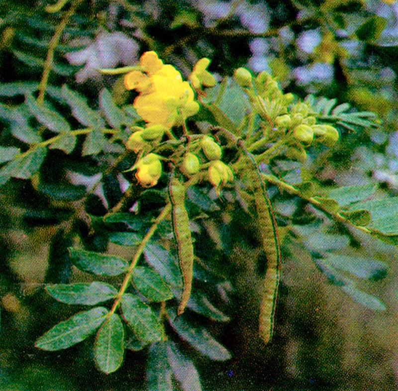 Alcaparro enano (Cassi tomentosa) 