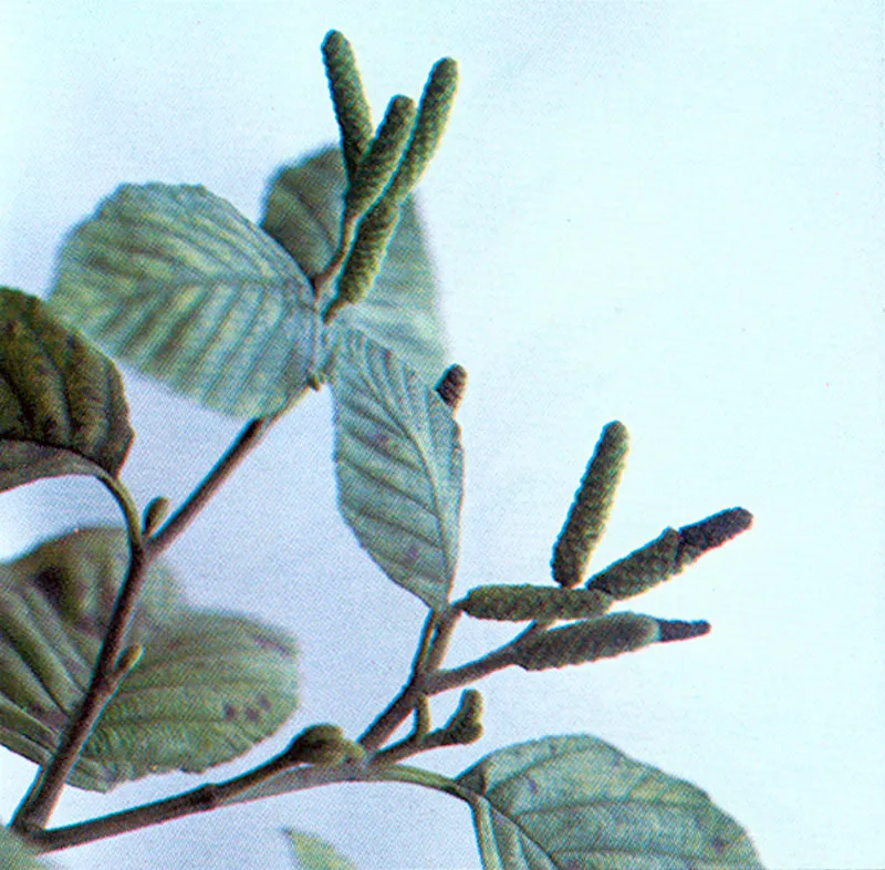 Aliso (Alnus jorullensis) 