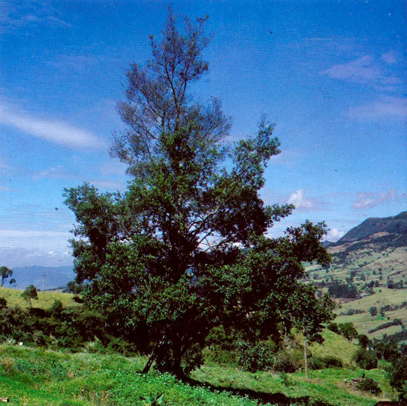 Aliso (Alnus jorullensis) 