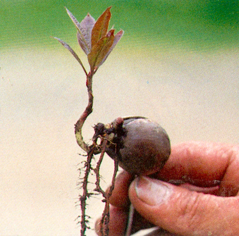 Amarillo (Ocotea calophylla) 