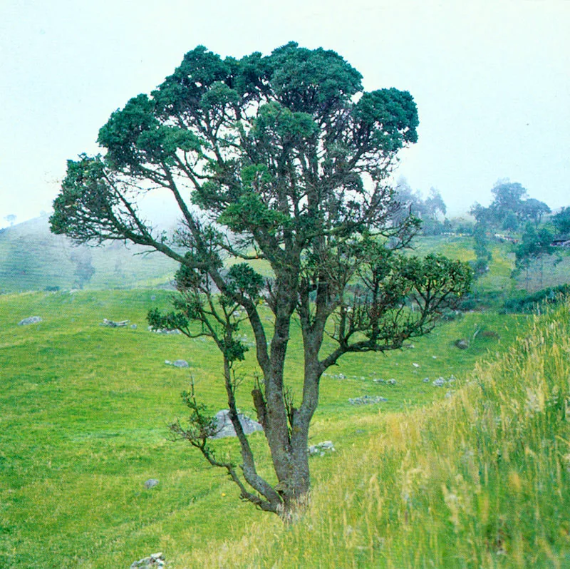 Amarillo (Ocotea calophylla) 