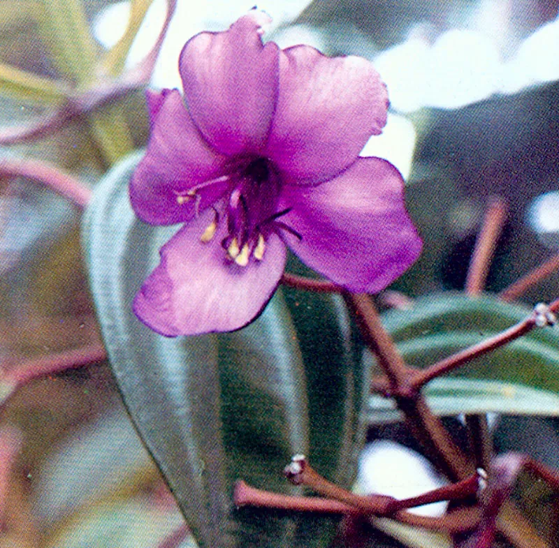 Amarrabollo (Meriania nobilis) 