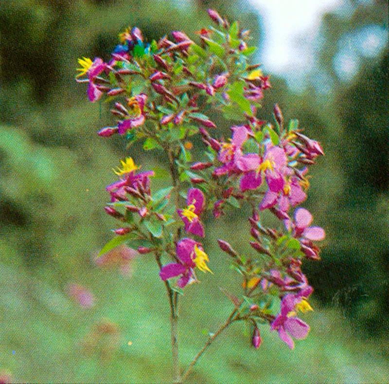 Angelito (Monochaetum myrtoideum) 