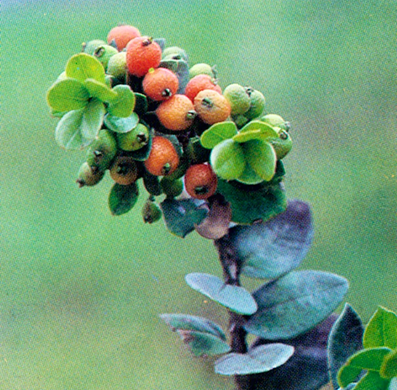 Arrayn (Eugenia foliosa) 